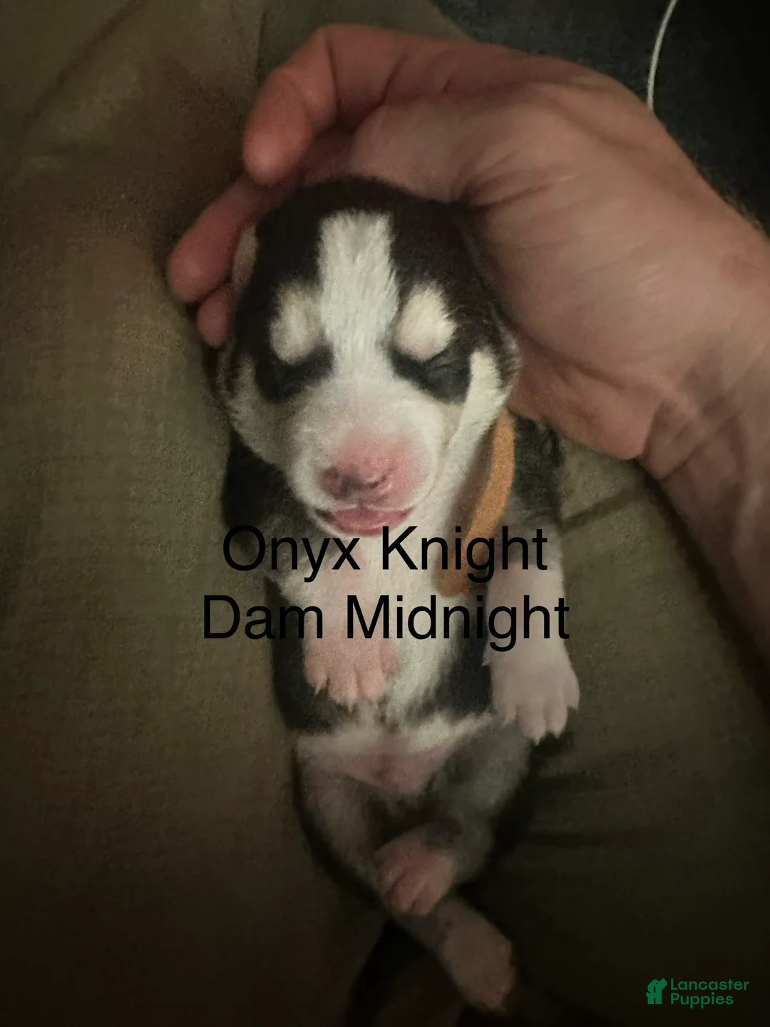 Siberian Husky dogs for sale: Onyx Knight - Ad 1