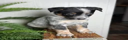 Australian Cattle Dog dogs for sale: Duke - Ad 3