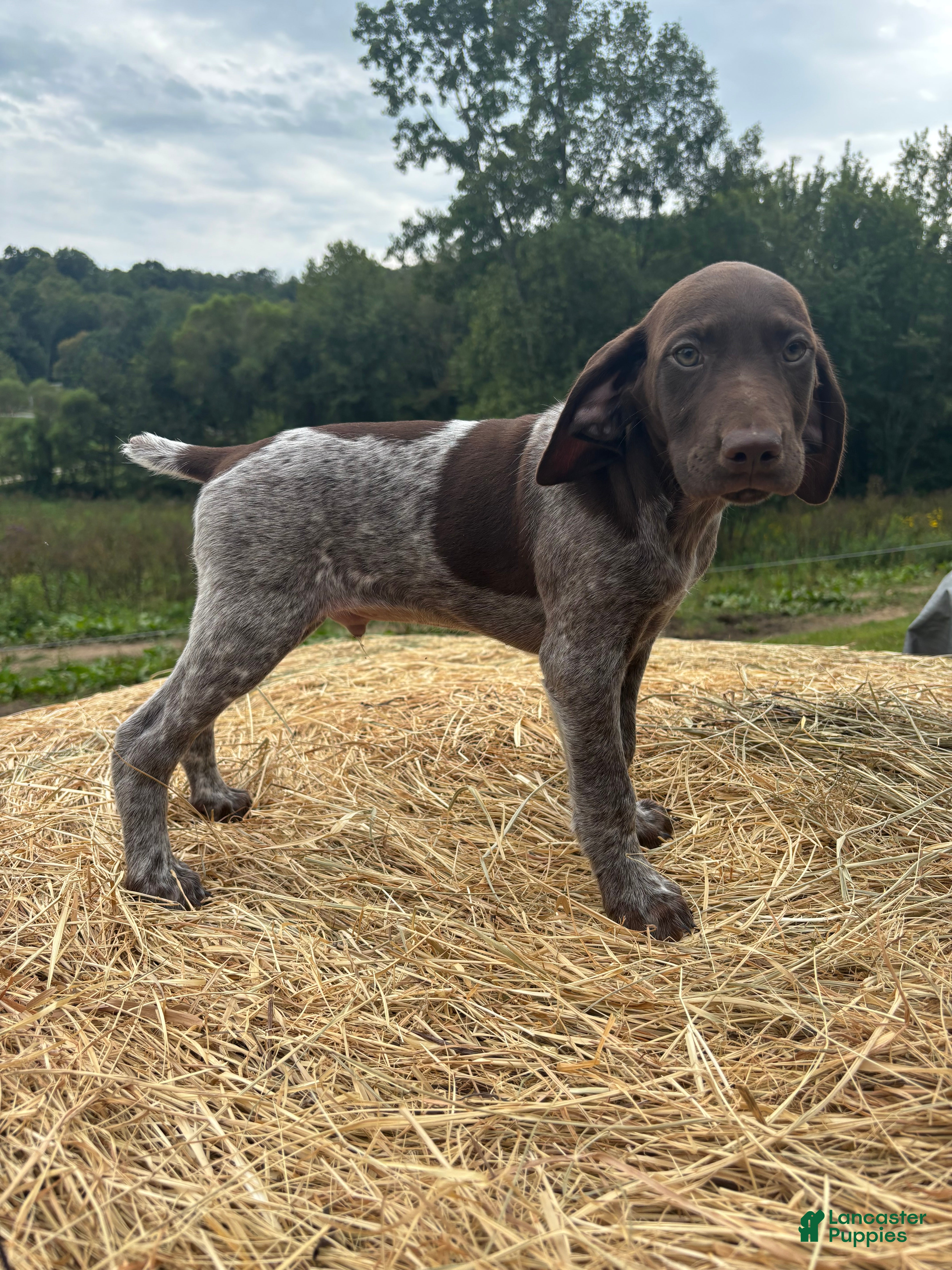 German Shorthaired Pointer dogs German Shorthaired Pointer 1 - Ad 38