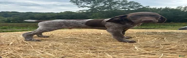German Shorthaired Pointer 1