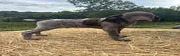 German Shorthaired Pointer dogs for sale: German Shorthaired Pointer 1 - Ad 1
