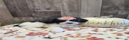 Mixed Breed dogs for sale: Oreo - Ad 3