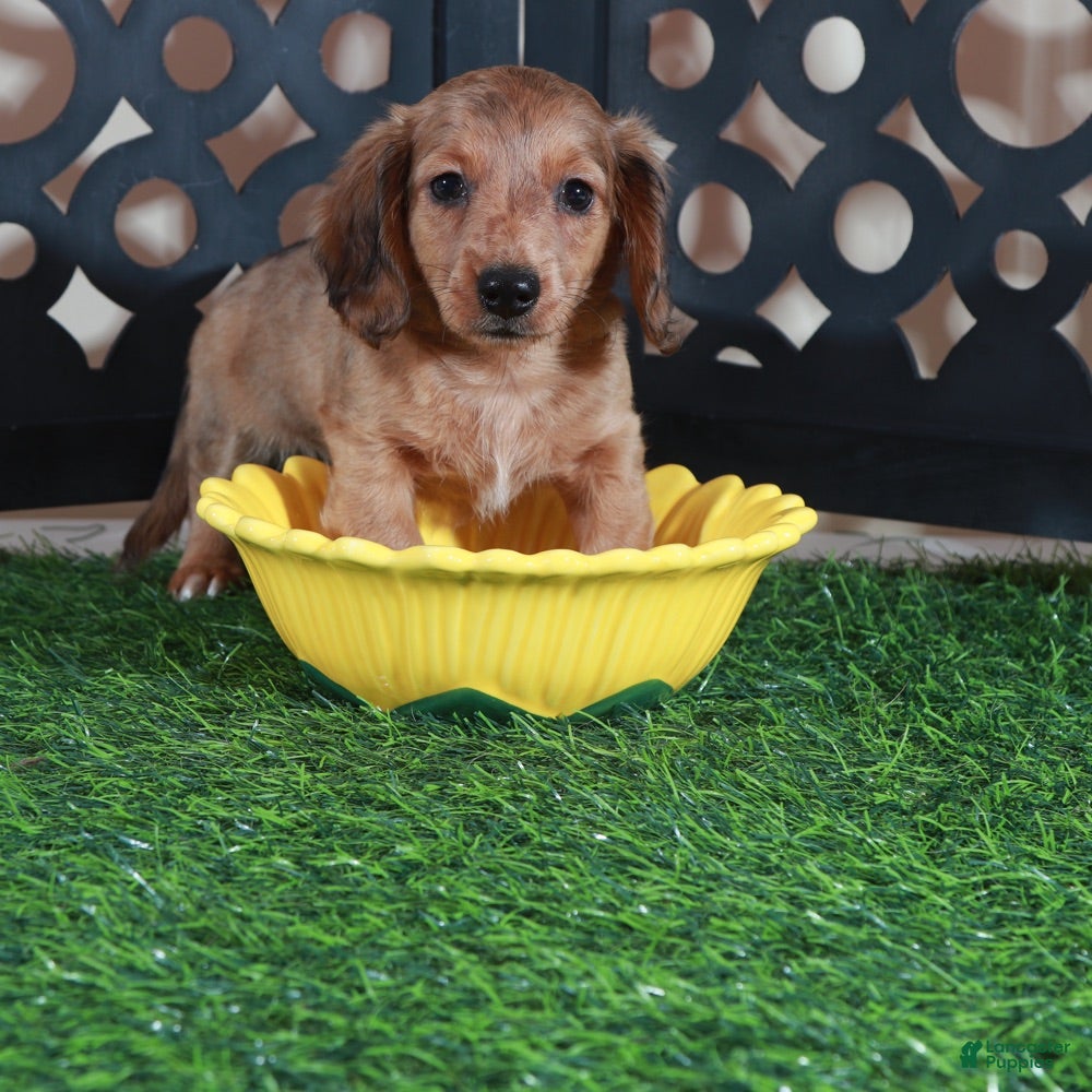 Miniature Dachshund dogs Bunny Darling ACA Red/black Mini Dachshund - Ad 1