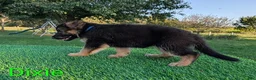 German Shepherd dogs for sale: Dixie - Ad 3
