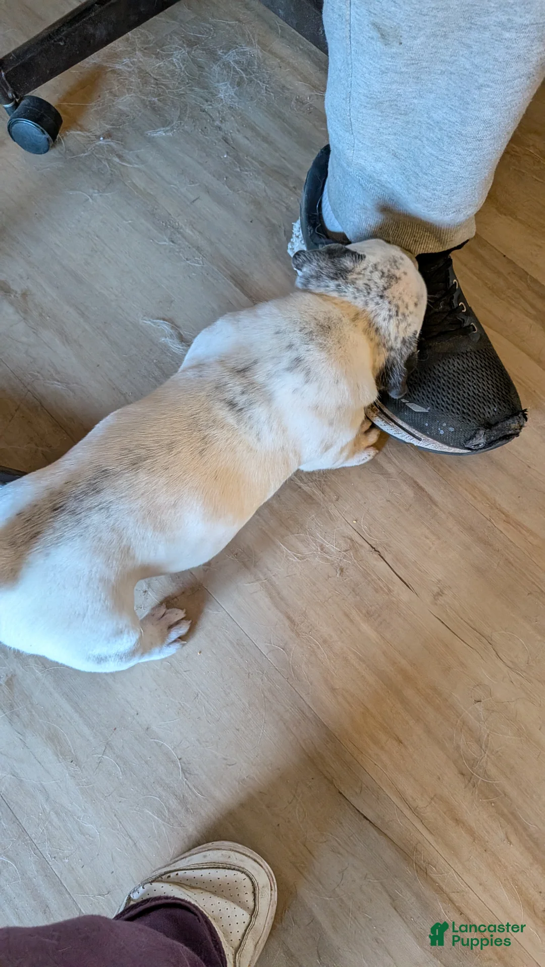 American Bully dogs for sale: American Bully Puppy 4 - Ad 6