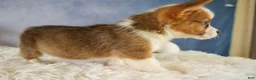 Welsh Corgi Pembroke dogs for sale: Yo-Yo 💕 - Ad 8
