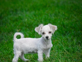 Havanese dogs - Ad 34