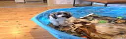 Havanese dogs for sale: Javon - Ad 2