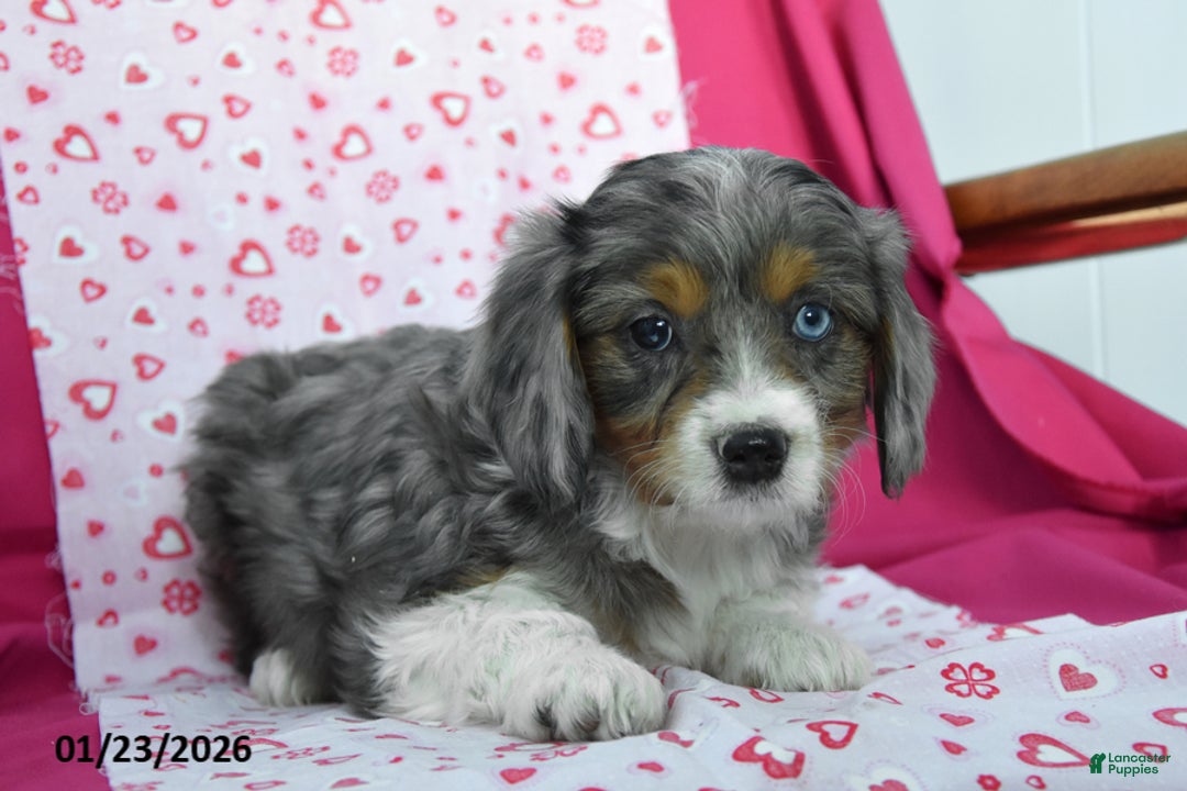 Cavapoo dogs for sale: Rosanna - Ad 3
