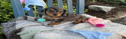Miniature Dachshund dogs for sale: Tilly - Ad 3