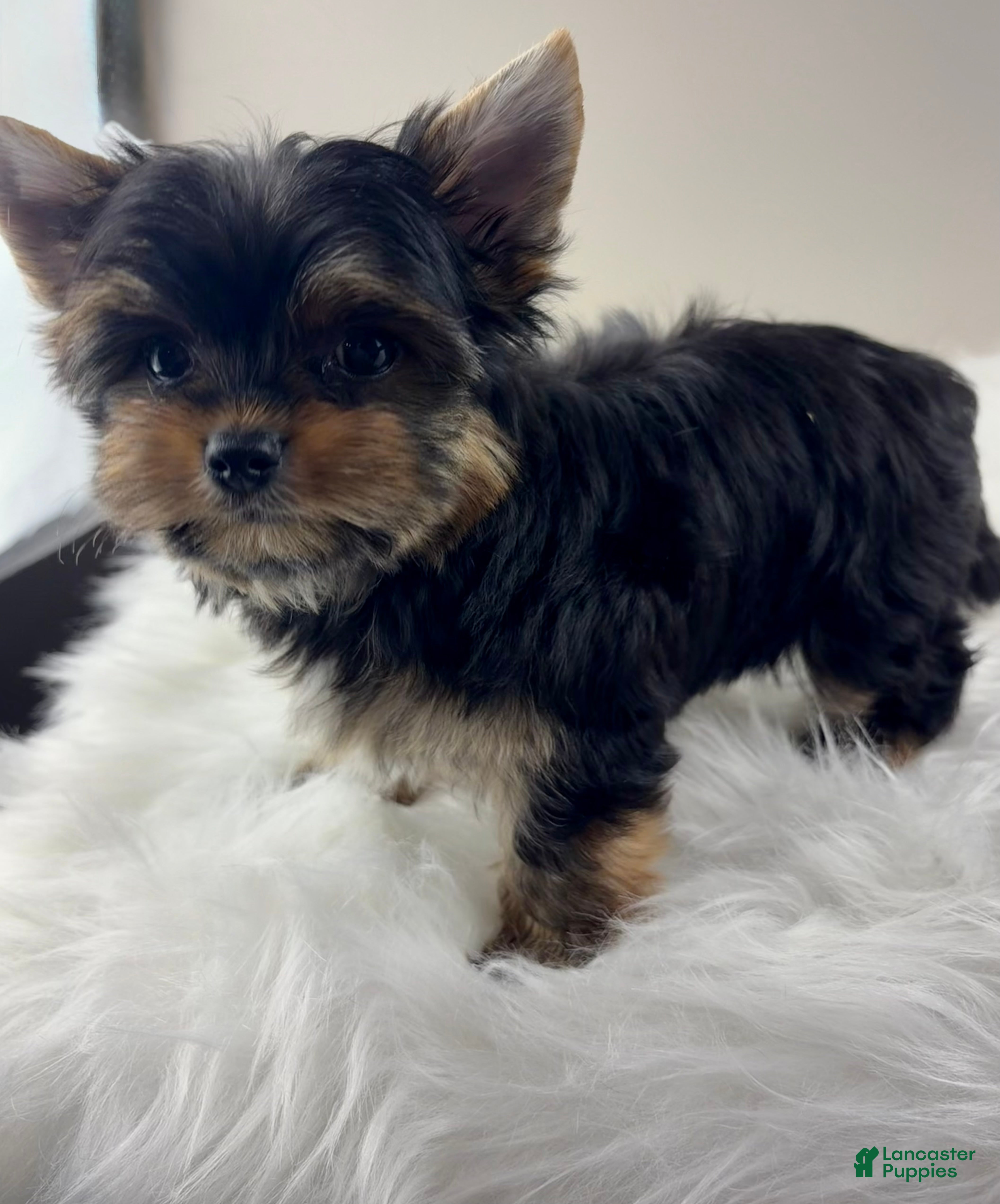 Yorkshire Terrier dogs Mo - Ad 2