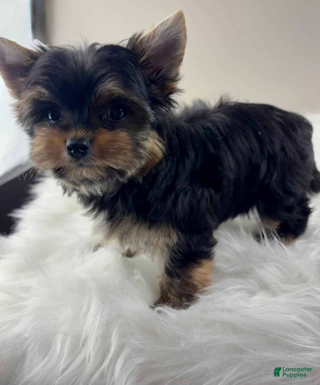 Yorkshire Terrier dogs for sale: Mo - Ad 2