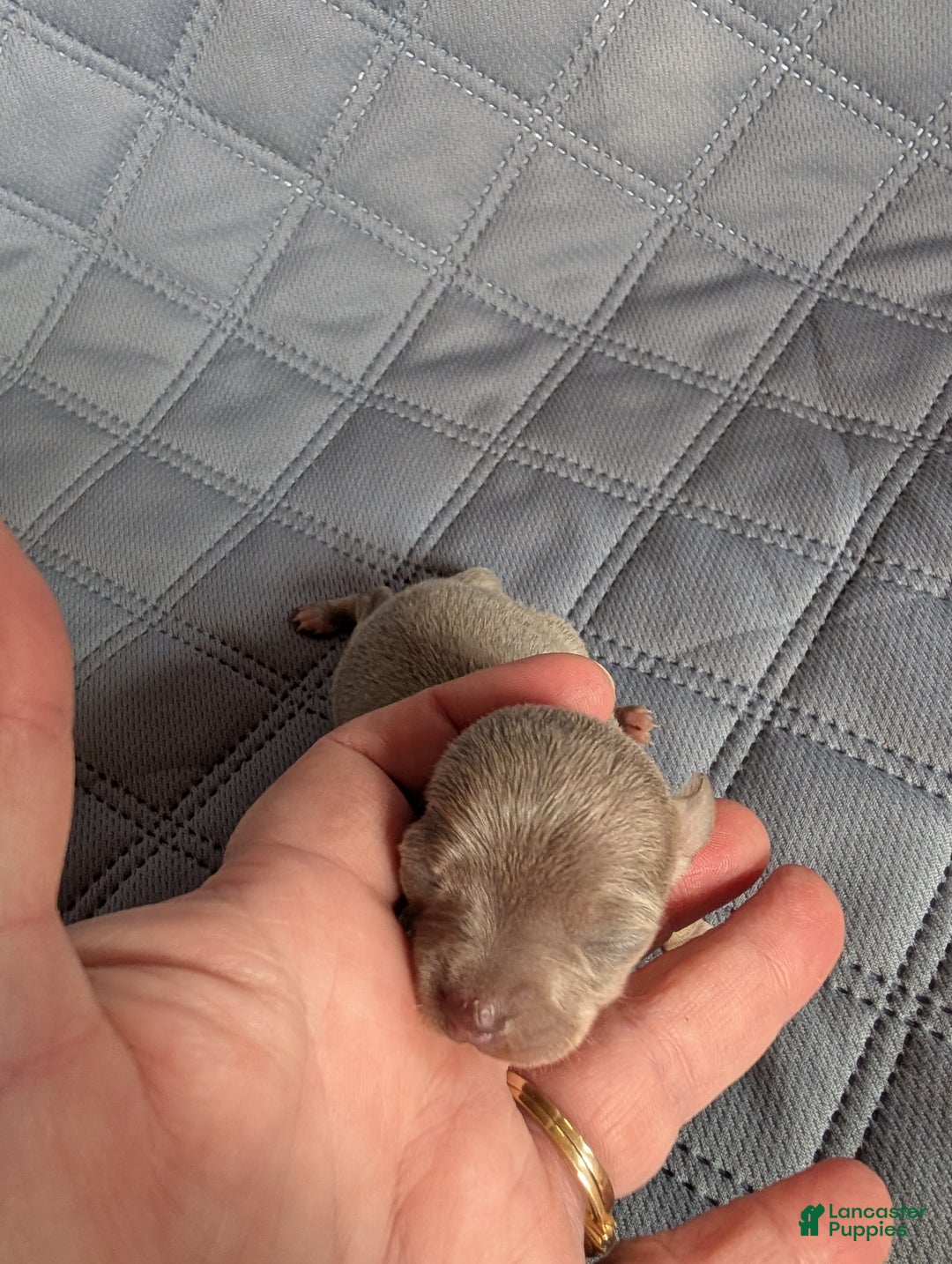 Chihuahua dogs for sale: Paul - Ad 3