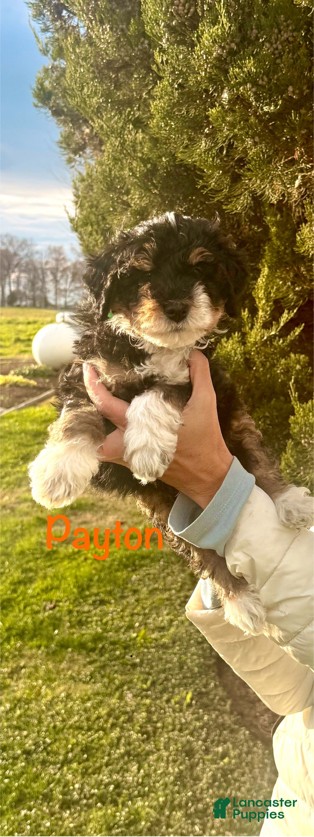 Mini Bernedoodle dogs Payton - Ad 9