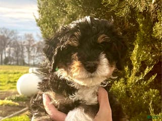 Mini Bernedoodle dogs Payton - Ad 27