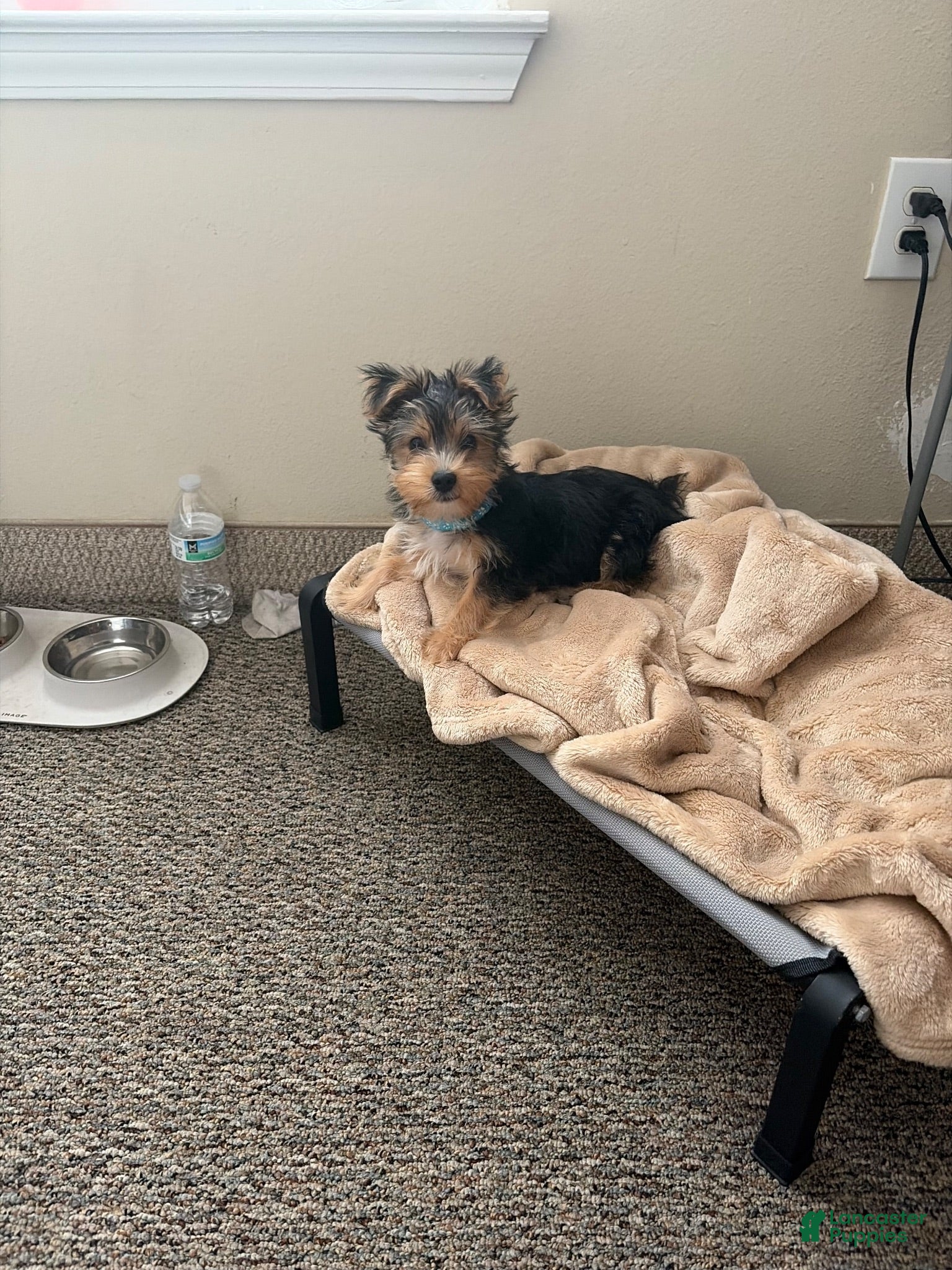 Yorkshire Terrier dogs Romeo - Ad 1