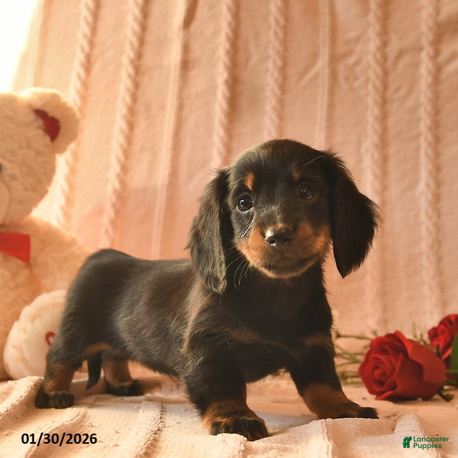 Miniature Dachshund dogs Jewel  - Ad 24