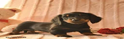 Miniature Dachshund dogs for sale: Jewel  - Ad 1