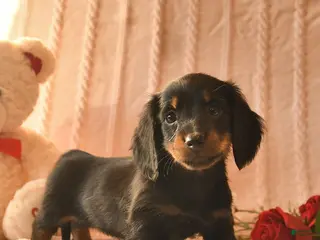 Miniature Dachshund dogs Jewel - Ad 24