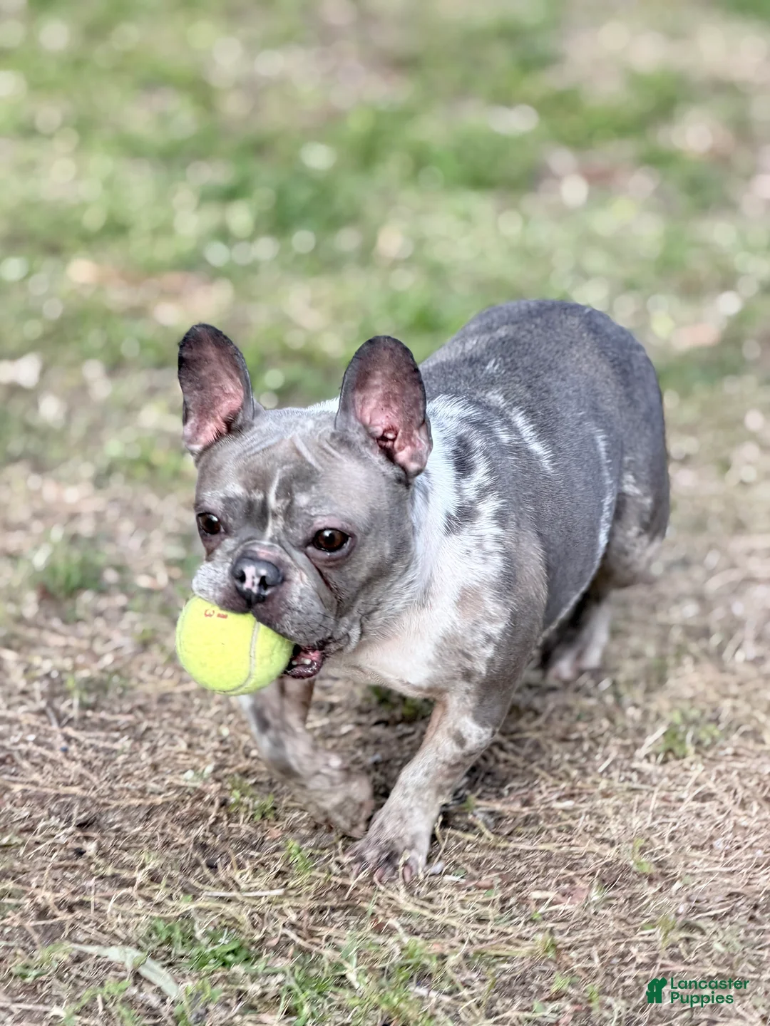 French Bulldog dogs for sale: Stormi - Ad 11
