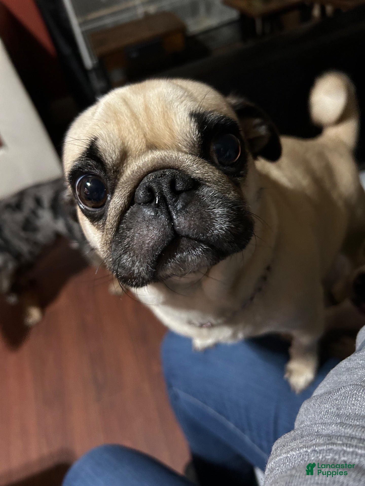 Pug