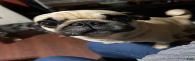 Pug 6