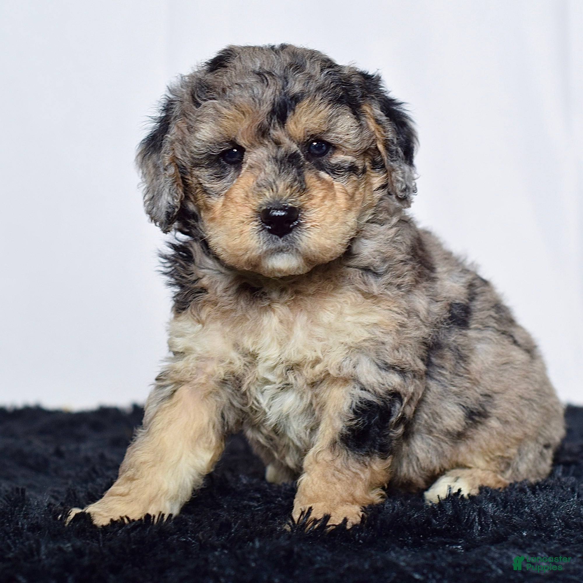 Mini Goldendoodle dogs for sale: Mr. Kip - Ad 2