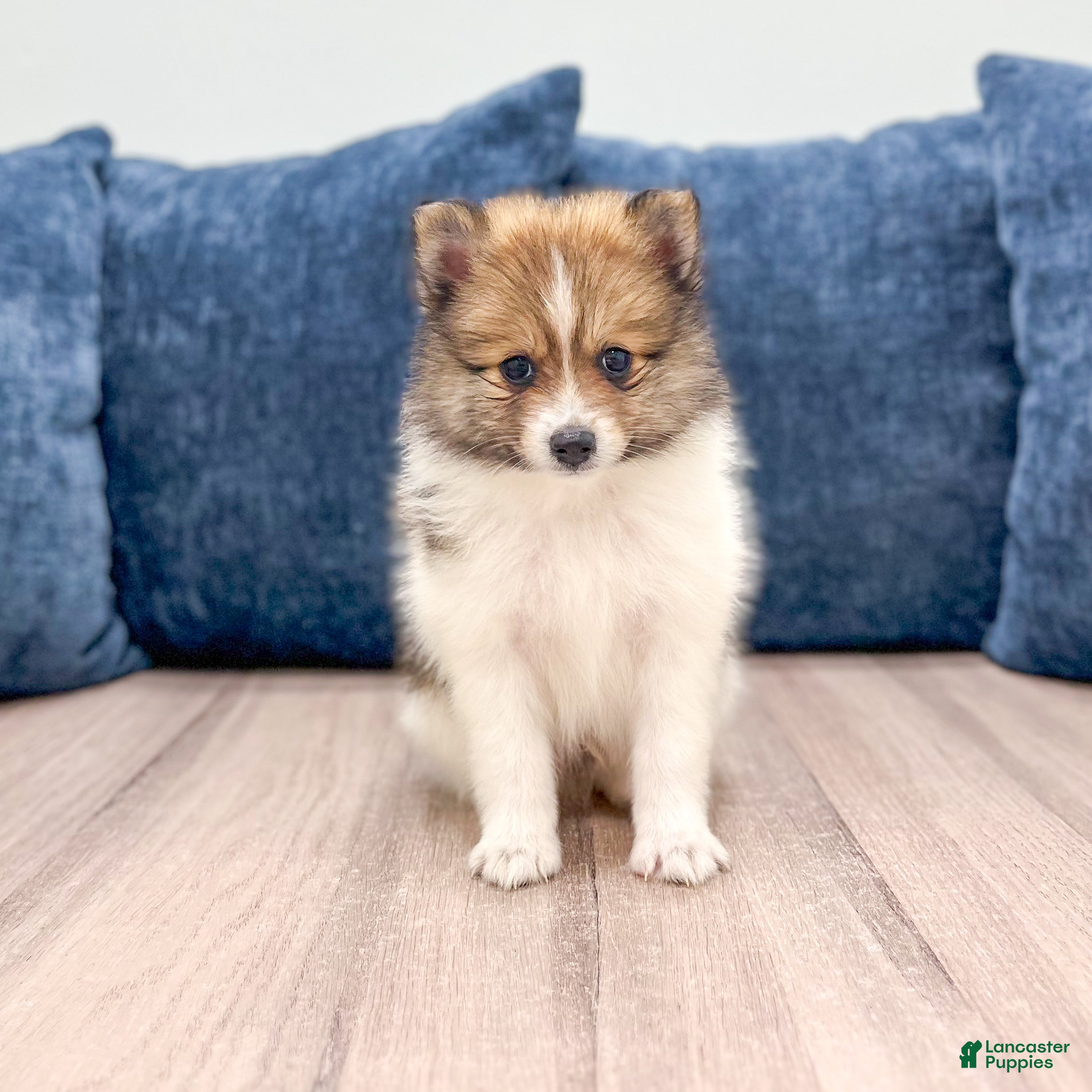 Pomeranian dogs Kaden - Ad 1