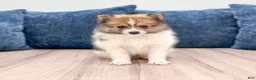 Pomeranian dogs for sale: Kaden - Ad 1