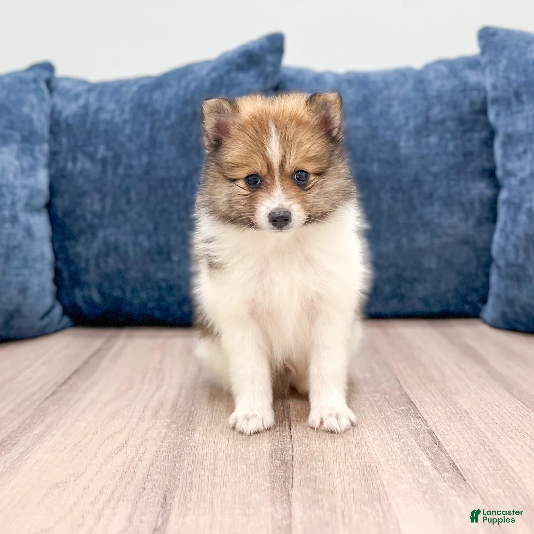 Pomeranian dogs for sale: Kaden - Ad 1