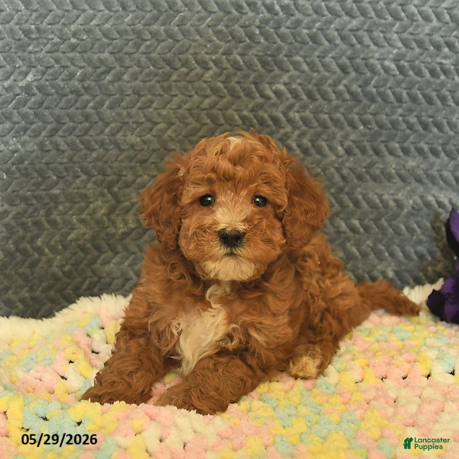 Mini Goldendoodle dogs for sale: Daisy  - Ad 3
