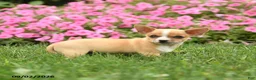 Chihuahua dogs for sale: Doc Snoopy - Ad 5