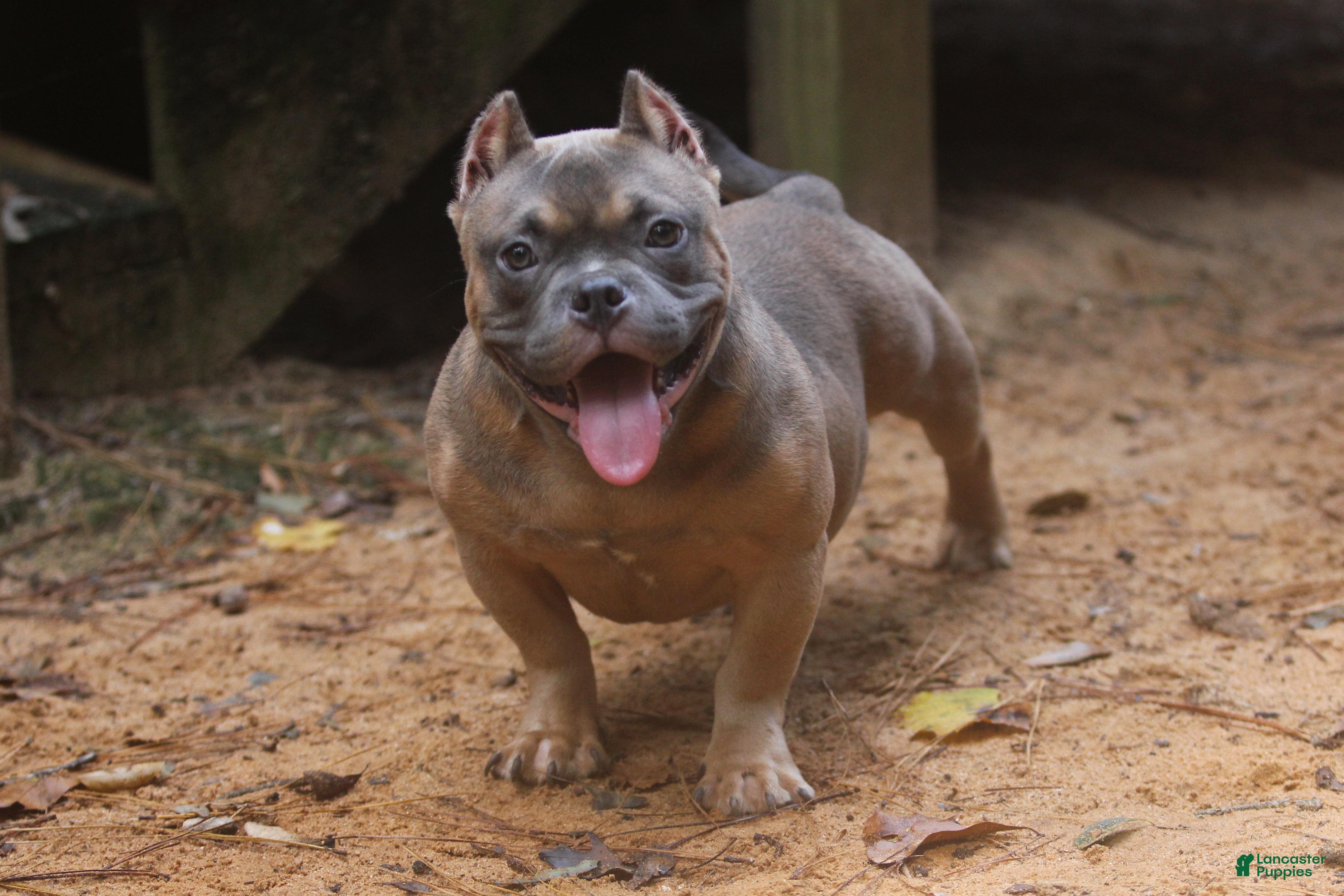 American Bully dogs Fawn Male - Ad 2