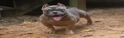 American Bully dogs for sale: Fawn Male - Ad 2