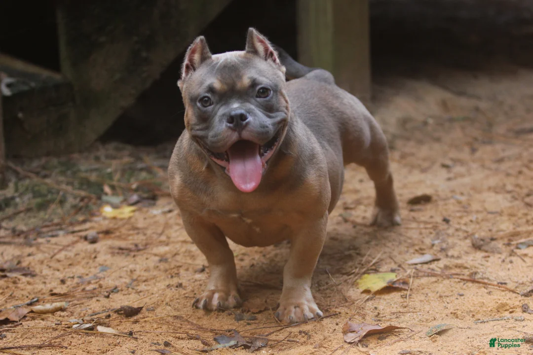American Bully dogs for sale: Fawn Male - Ad 2