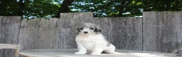 Standard Poodle dogs for sale: Fern AKC Standard Poodle - Ad 2