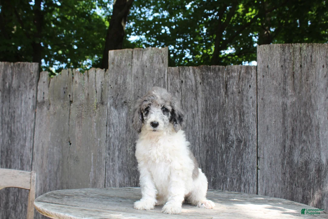 Standard Poodle dogs for sale: Fern AKC Standard Poodle - Ad 2