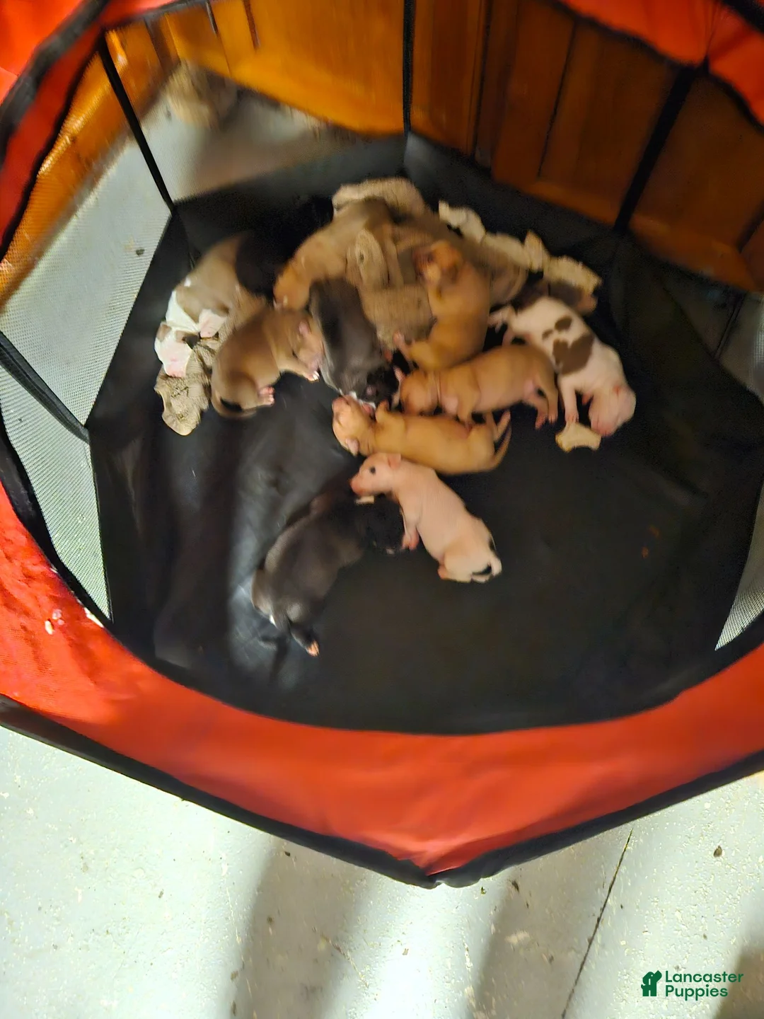 American Pit Bull Terrier dogs for sale: American Pit Bull Terrier 2 - Ad 1
