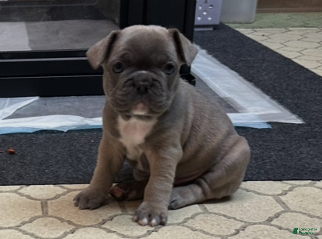French Bulldog dogs for sale: Georgio - Ad 3