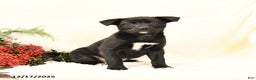 Mixed Breed dogs for sale: Princess - Ad 2