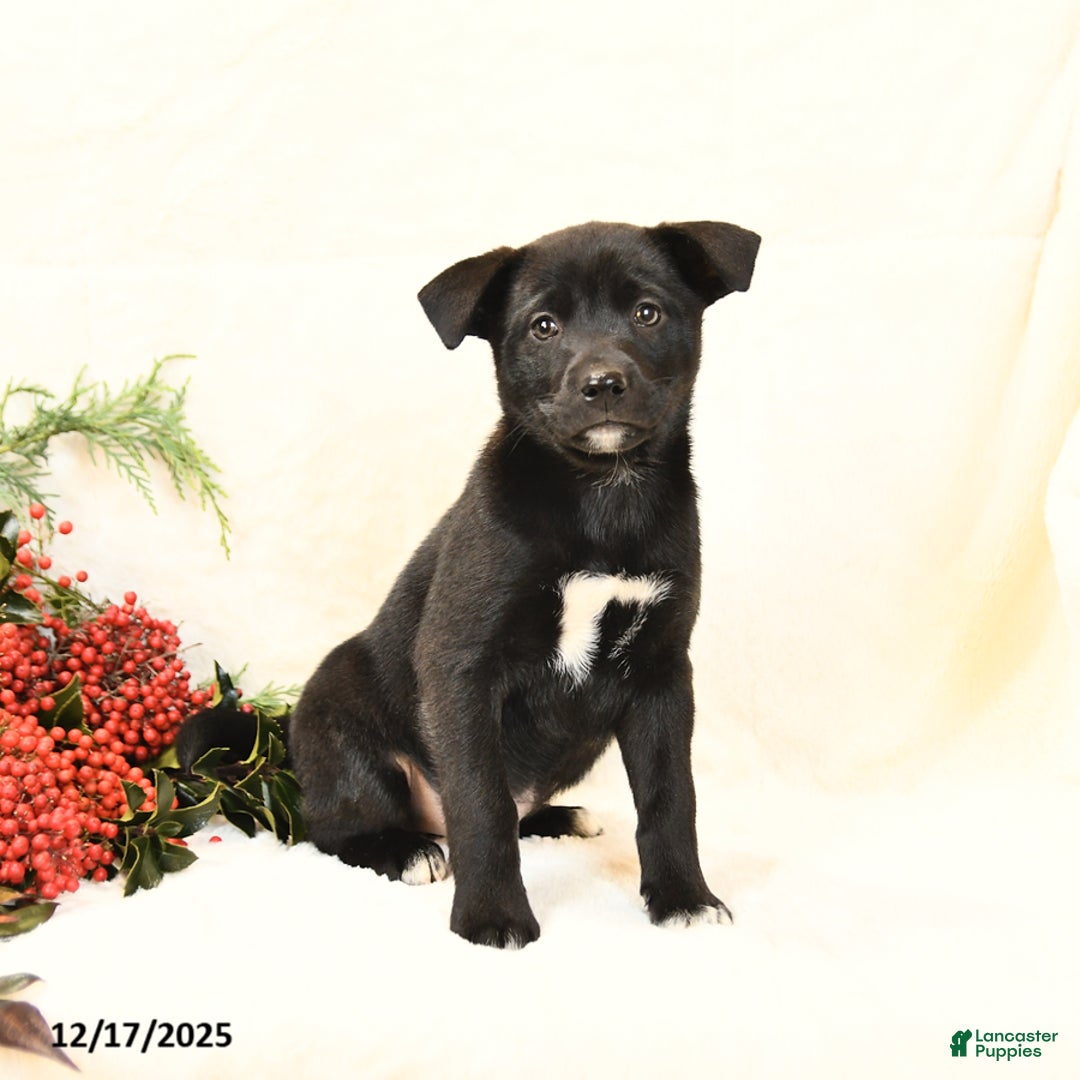 Mixed Breed dogs for sale: Princess - Ad 2