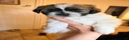 Shih Tzu dogs for sale: Shih Tzu 4 - Ad 4