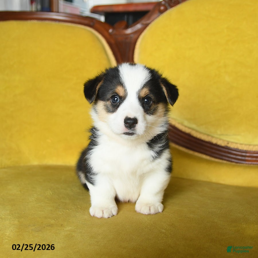 Welsh Corgi Pembroke dogs Tigger - Ad 2