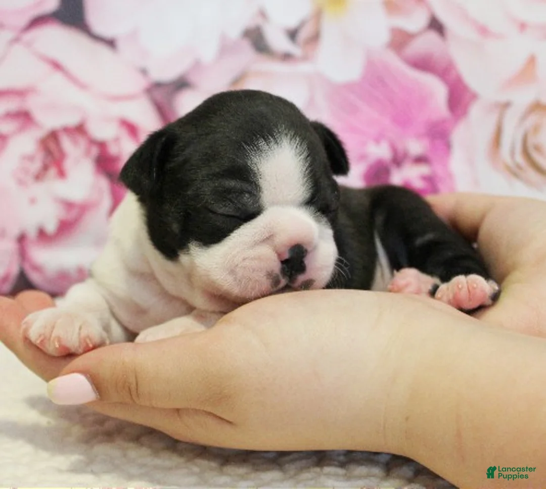 Boston Terrier dogs for sale: Remmy - Ad 1
