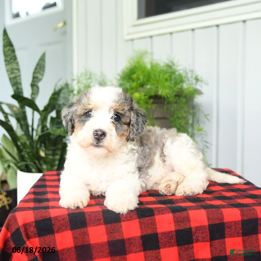 Mini Bernedoodle dogs for sale: Cara  - Ad 2