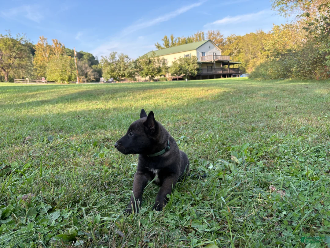 Belgian Malinois dogs for sale: Bruce Wayne (dark green) - Ad 2