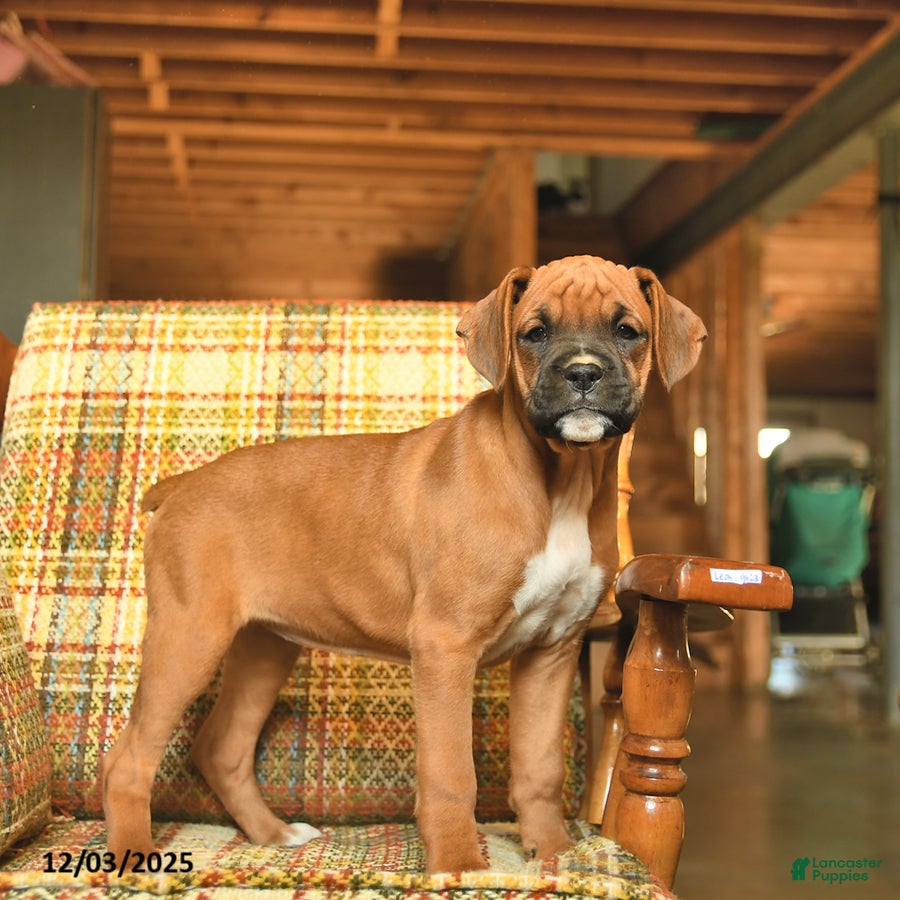 Boxer dogs Basil - Ad 23