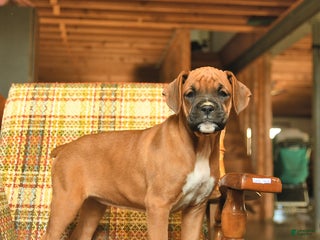 Boxer dogs Basil - Ad 17