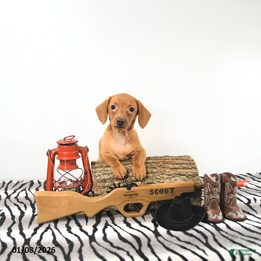 Miniature Dachshund dogs Tommy - Ad 39