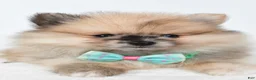 Pomeranian dogs for sale: Ace - Ad 4